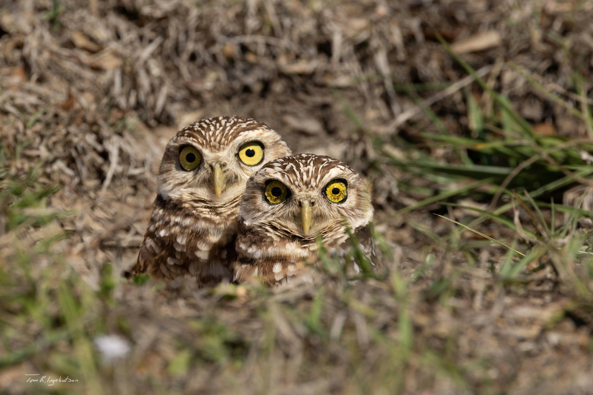 Gravugle/ Borrowing Owl, Cape Coral, Florida.